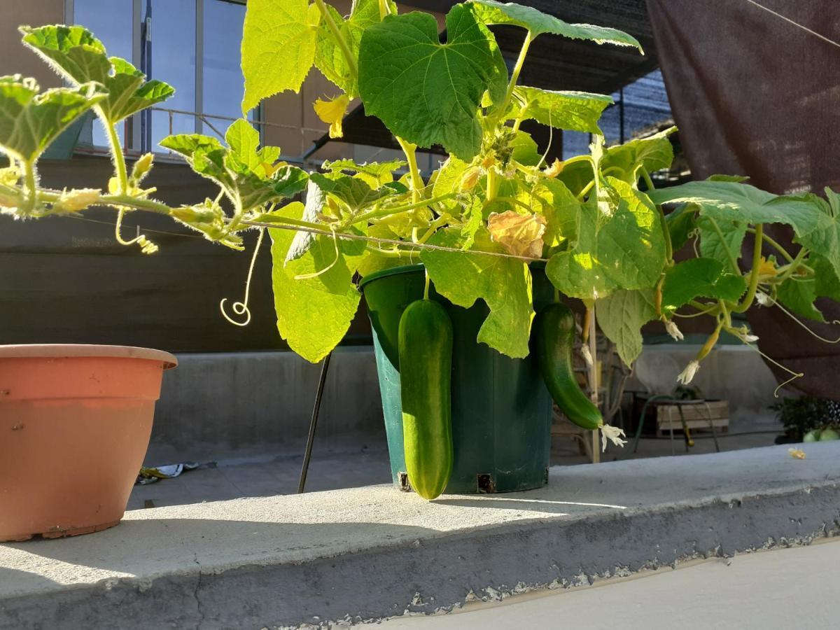 17 Flats And Roof Garden Διαμέρισμα Αθήνα Εξωτερικό φωτογραφία